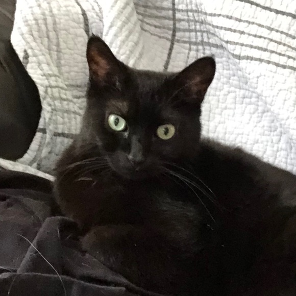 Meet your Posher, Mckenzie - Picture 1 of 1